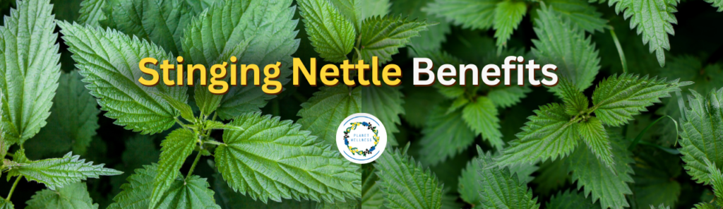 Stinging Nettle Benefits